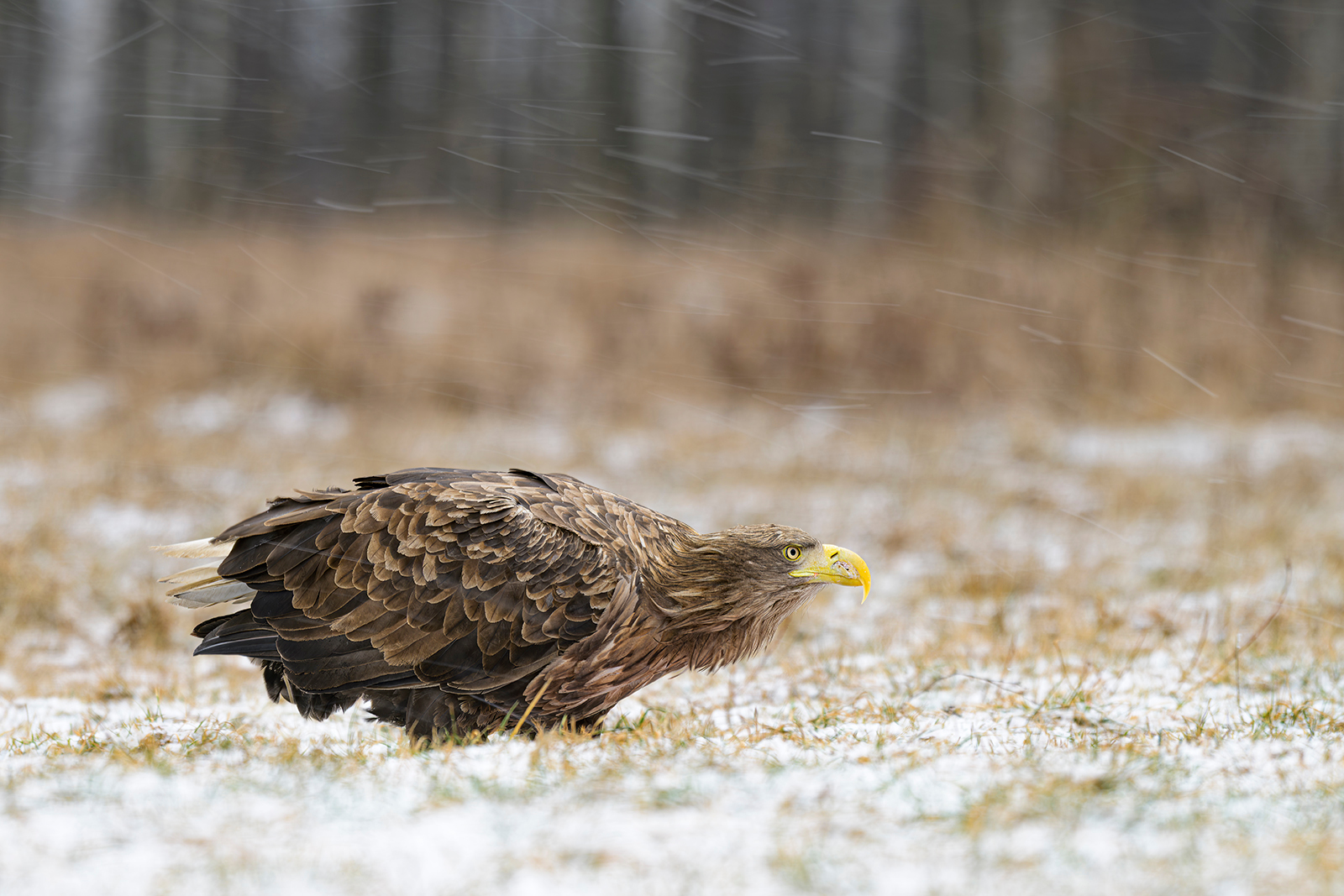 WHITE TAILED EAGLE IN FALLING SNOW by Phil Drury